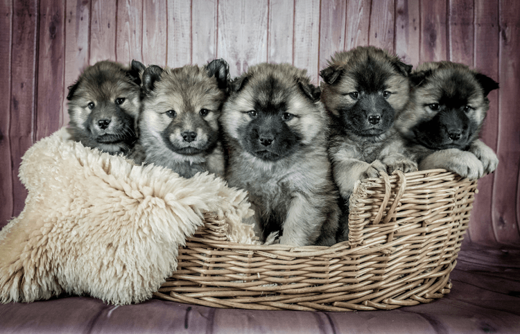 Small Secrets of Puppy Potty Training