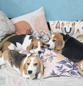 ticks and fleas on dogs