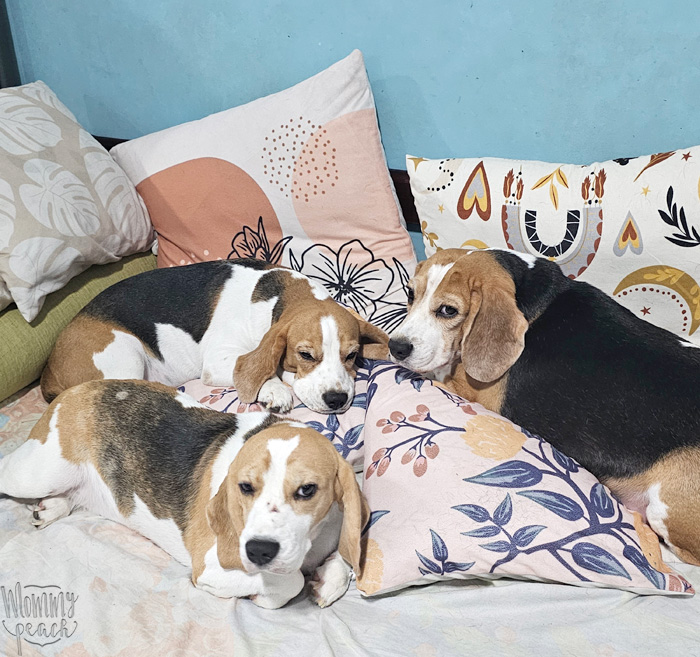 ticks and fleas on dogs