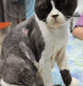 Onyx cat update