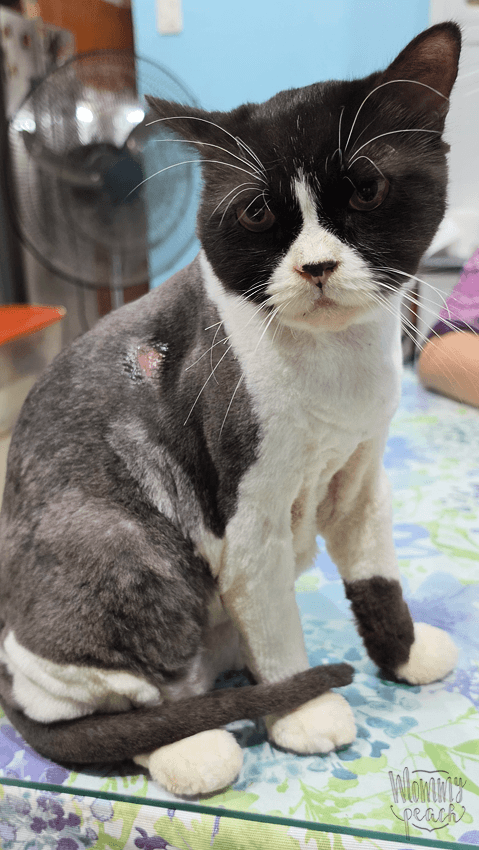 Onyx cat update